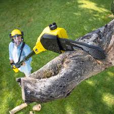 Tree and Shrub Care in Kingsville, TX