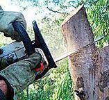 Best Tree Removal  in Kingsville, TX