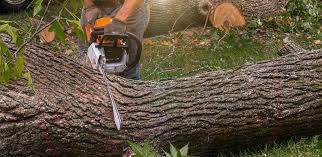 Best Arborist Consultation Services  in Kingsville, TX