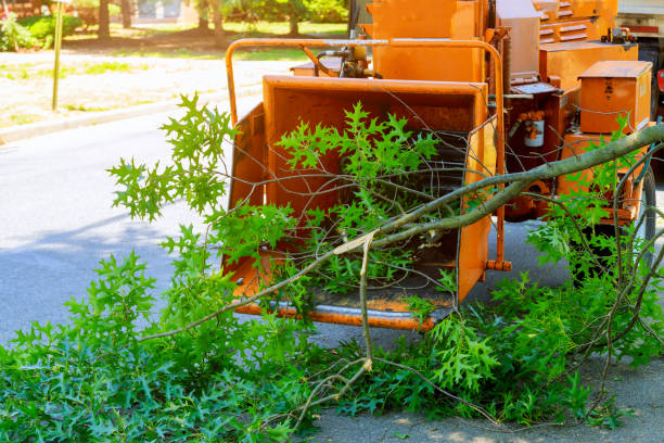 Kingsville, TX Tree Services Company