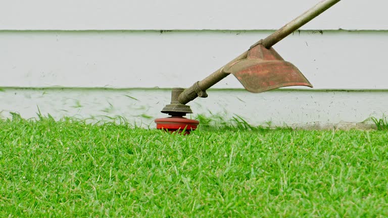 Best Tree Risk Assessment  in Kingsville, TX