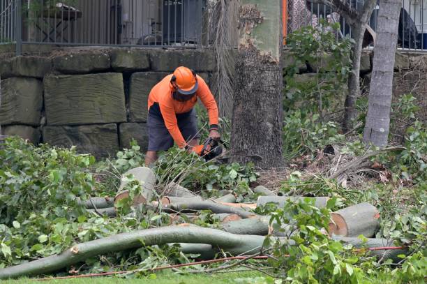 How Our Tree Care Process Works  in  Kingsville, TX
