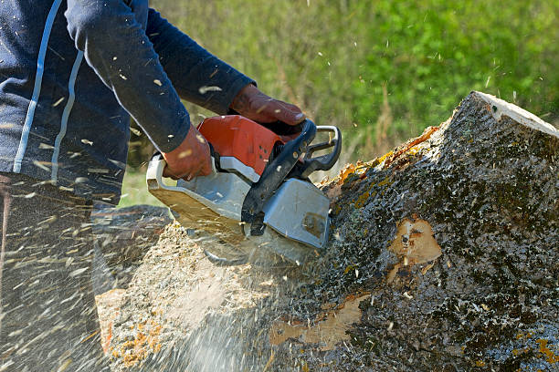 Lawn Irrigation Installation and Maintenance in Kingsville, TX